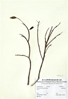 藏品(臺灣厚距花)的圖片